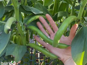 بذر باقلا هفت بند