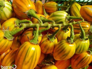 بذر بادمجان توگا