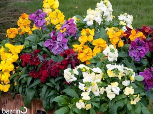 بذر گل شب بو خیری الوان