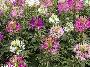 بذر گل چلچراغ(عنکبوتی) الوان