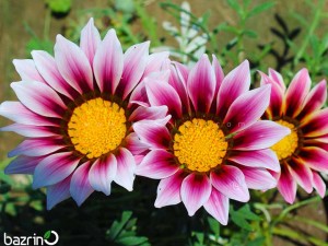 بذر گل گازانیا صورتی