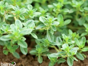 بذر آویشن خزنده