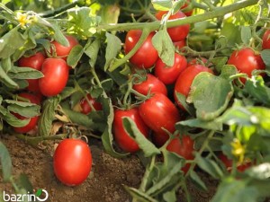 بذر گوجه فرنگی بوته ای کشیده سوپرچف