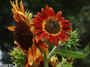 بذر گل آفتابگردان حنایی