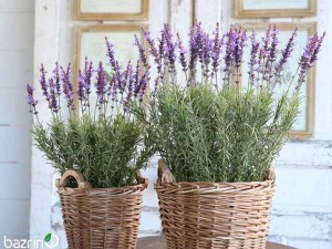 بذر اسطوخودوس