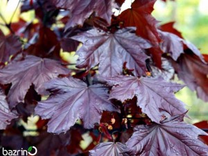 بذر افرا پلانتانید