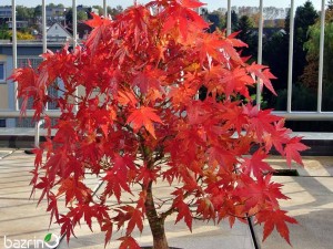 بذر افرا روبروم قرمز