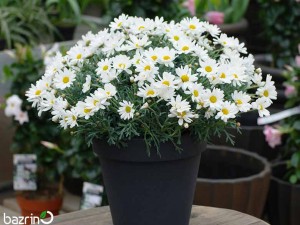 بذر گل بابونه شیرازی