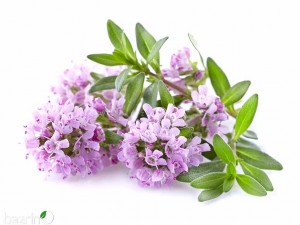 بذر آویشن دنایی