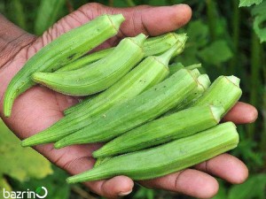 بذر بامیه سبز