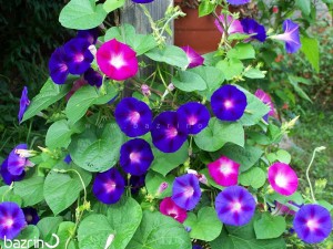 بذر نیلوفر رونده الوان