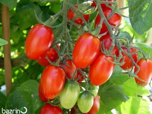 بذر گوجه چری کشیده قرمز