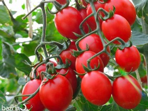 بذر گوجه گیلاسی قرمز