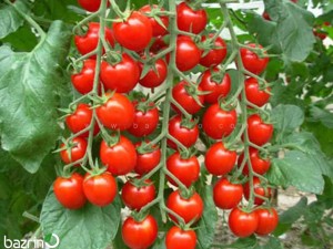 بذر گوجه چری قرمز درختی F1