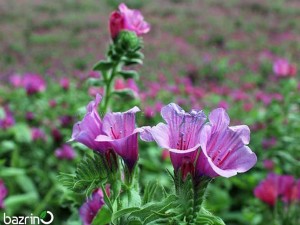 بذر گل گاوزبان ایرانی