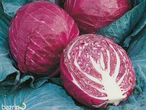بذر کلم برگ قرمز