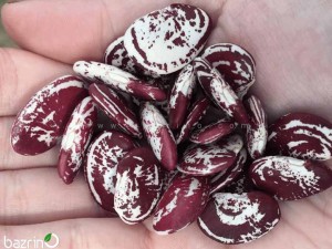 بذر لوبیا کریسمس