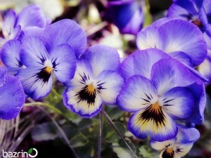 بذر گل بنفشه آبی آسمانی