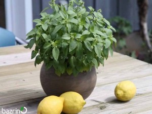 بذر ریحان لیمویی