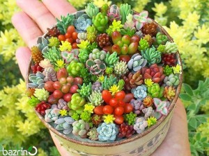 بذر ساکولنت میکس