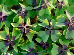 بذر شبدر زینتی