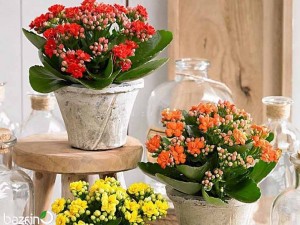 بذر کالانکوئه دیرسفولیا