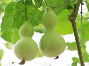 بذر کدو قلیانی