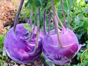 بذر کلم قمری بنفش