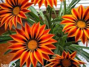 بذر گل گازانیا قرمز