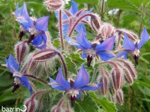 بذر گل گاوزبان اروپایی