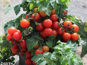 بذر گوجه چری قرمز مینیاتوری