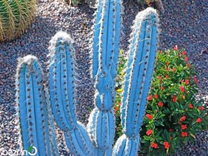 بذر کاکتوس پیلوسو  آبی