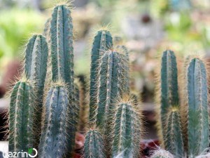 بذر کاکتوس پیلوسو  سبز