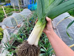 بذر تره فرنگی