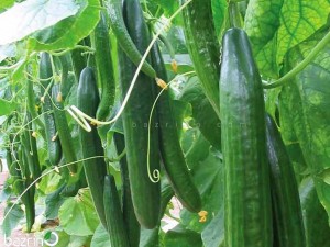 بذر خیار درختی رسمی