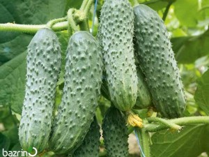 بذر خیار درختی خاردار