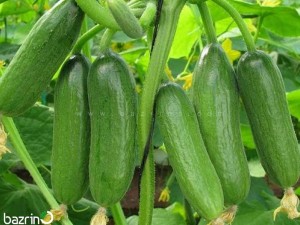 بذر خیار رویال