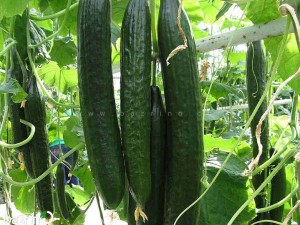 بذر خیار سوپر رویال