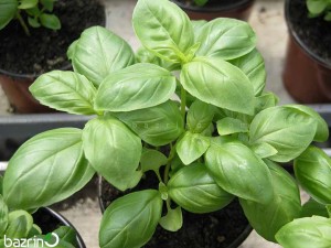 بذر ریحان ایتالیایی سبز