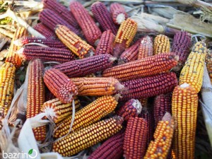 بذر ذرت میکس