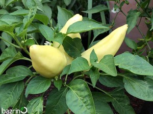 بذر فلفل پاپریکا زرد