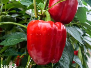 بذر فلفل دلمه ای قرمز