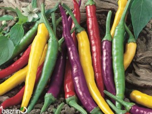 بذر فلفل قلمی تند الوان