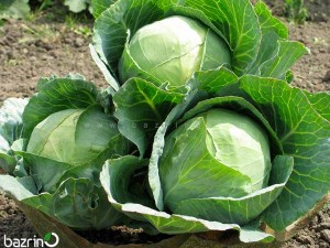 بذر کلم پیچ سفید سینجنتا F1