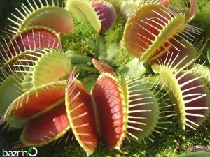 بذر ونوس حشره خوار