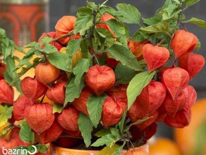 بذر فیسالیس قرمز