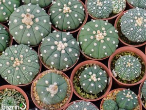 بذر  کاکتوس آستریاس