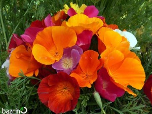 بذر گل شقایق کالیفرنیایی الوان