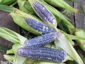 بذر ذرت آبی