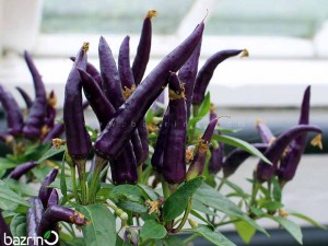 بذر فلفل قلمی تند ارغوانی